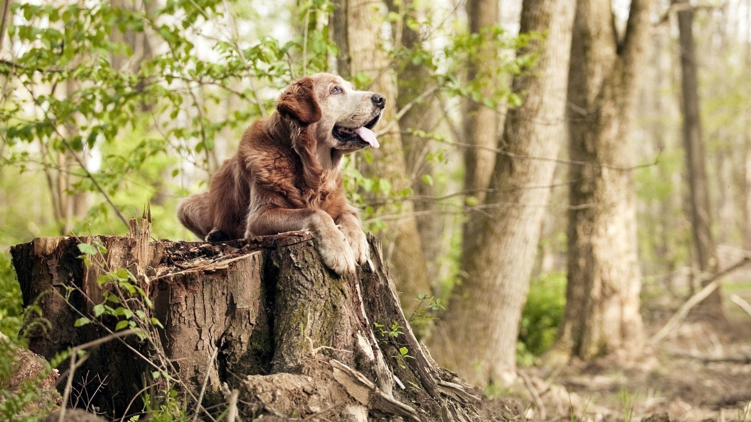 绝境涅槃，西决生死战，爱尔兰窒息运营终结雷恩王朝